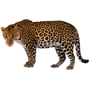 Leopard PNG-14818